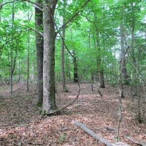 Photo #35 of SOLD property in Off Sunbeam Road, Franklin, VA 52.0 acres