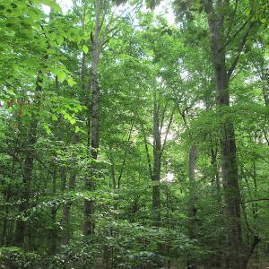 Photo #36 of SOLD property in Off Sunbeam Road, Franklin, VA 52.0 acres