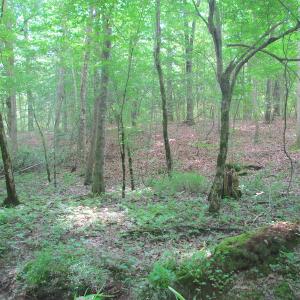 Photo #39 of SOLD property in Off Sunbeam Road, Franklin, VA 52.0 acres