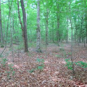 Photo #41 of SOLD property in Off Sunbeam Road, Franklin, VA 52.0 acres