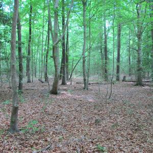 Photo #42 of SOLD property in Off Sunbeam Road, Franklin, VA 52.0 acres