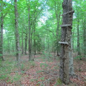 Photo #43 of SOLD property in Off Sunbeam Road, Franklin, VA 52.0 acres