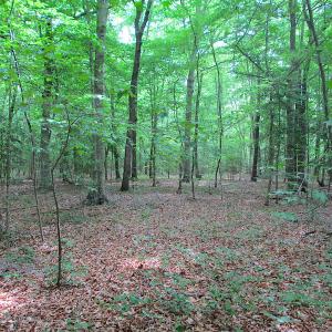 Photo #44 of SOLD property in Off Sunbeam Road, Franklin, VA 52.0 acres