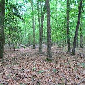 Photo #45 of SOLD property in Off Sunbeam Road, Franklin, VA 52.0 acres