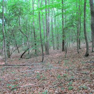 Photo #46 of SOLD property in Off Sunbeam Road, Franklin, VA 52.0 acres
