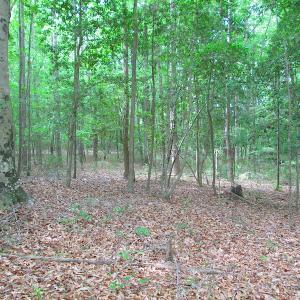 Photo #47 of SOLD property in Off Sunbeam Road, Franklin, VA 52.0 acres