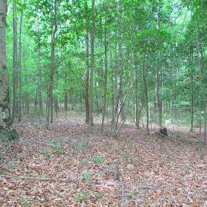 Photo #47 of SOLD property in Off Sunbeam Road, Franklin, VA 52.0 acres