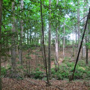 Photo #48 of SOLD property in Off Sunbeam Road, Franklin, VA 52.0 acres