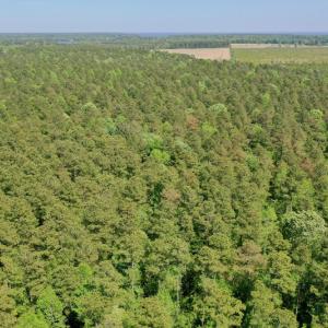 Photo #5 of SOLD property in 428 Batt's Island Road, Edenton, NC 22.0 acres