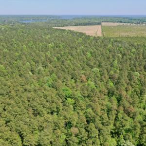 Photo #6 of SOLD property in 428 Batt's Island Road, Edenton, NC 22.0 acres
