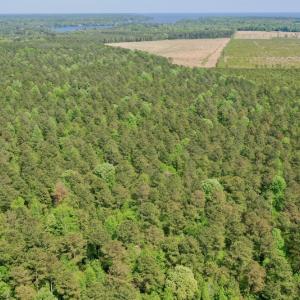 Photo #7 of SOLD property in 428 Batt's Island Road, Edenton, NC 22.0 acres