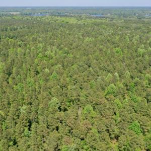 Photo #9 of SOLD property in 428 Batt's Island Road, Edenton, NC 22.0 acres