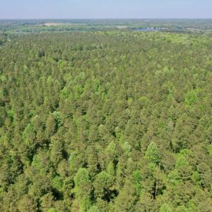 Photo #10 of SOLD property in 428 Batt's Island Road, Edenton, NC 22.0 acres