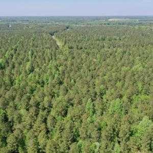 Photo #11 of SOLD property in 428 Batt's Island Road, Edenton, NC 22.0 acres
