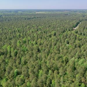 Photo #12 of SOLD property in 428 Batt's Island Road, Edenton, NC 22.0 acres