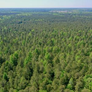 Photo #13 of SOLD property in 428 Batt's Island Road, Edenton, NC 22.0 acres