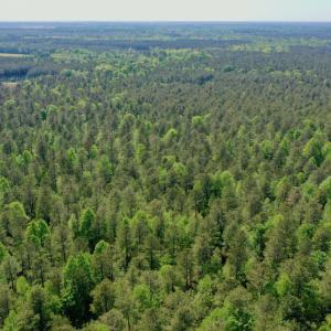Photo #14 of SOLD property in 428 Batt's Island Road, Edenton, NC 22.0 acres