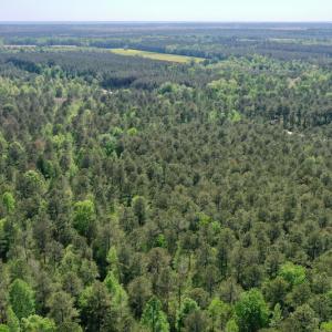 Photo #16 of SOLD property in 428 Batt's Island Road, Edenton, NC 22.0 acres