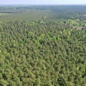 Photo #18 of SOLD property in 428 Batt's Island Road, Edenton, NC 22.0 acres