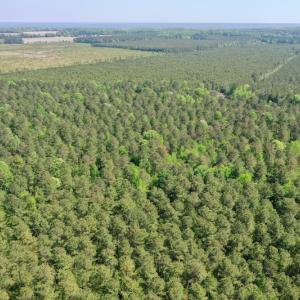 Photo #19 of SOLD property in 428 Batt's Island Road, Edenton, NC 22.0 acres
