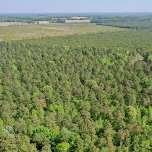 Photo #20 of SOLD property in 428 Batt's Island Road, Edenton, NC 22.0 acres