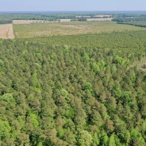 Photo #21 of SOLD property in 428 Batt's Island Road, Edenton, NC 22.0 acres