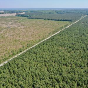 Photo #24 of SOLD property in 428 Batt's Island Road, Edenton, NC 22.0 acres