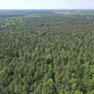 Photo #25 of SOLD property in 428 Batt's Island Road, Edenton, NC 22.0 acres