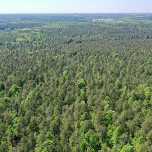 Photo #26 of SOLD property in 428 Batt's Island Road, Edenton, NC 22.0 acres