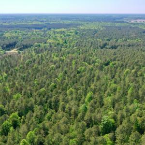 Photo #27 of SOLD property in 428 Batt's Island Road, Edenton, NC 22.0 acres