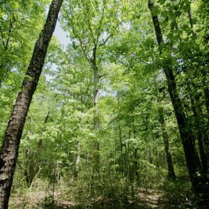 Photo #38 of SOLD property in 428 Batt's Island Road, Edenton, NC 22.0 acres