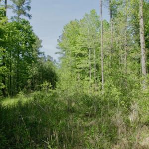 Photo #39 of SOLD property in 428 Batt's Island Road, Edenton, NC 22.0 acres