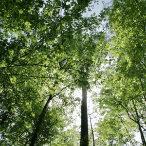 Photo #40 of SOLD property in 428 Batt's Island Road, Edenton, NC 22.0 acres