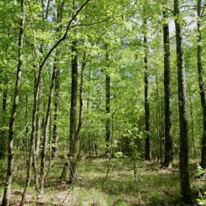 Photo #42 of SOLD property in 428 Batt's Island Road, Edenton, NC 22.0 acres