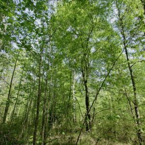 Photo #44 of SOLD property in 428 Batt's Island Road, Edenton, NC 22.0 acres