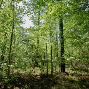 Photo #45 of SOLD property in 428 Batt's Island Road, Edenton, NC 22.0 acres