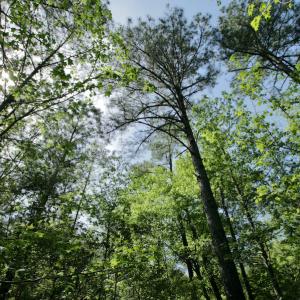 Photo #47 of SOLD property in 428 Batt's Island Road, Edenton, NC 22.0 acres