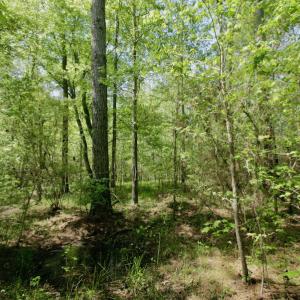 Photo #48 of SOLD property in 428 Batt's Island Road, Edenton, NC 22.0 acres