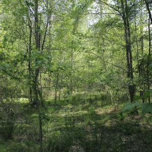Photo #50 of SOLD property in 428 Batt's Island Road, Edenton, NC 22.0 acres