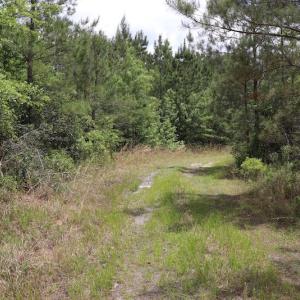 Photo #10 of SOLD property in Off Rosindale Road, Council, NC 32.7 acres
