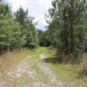 Photo #11 of SOLD property in Off Rosindale Road, Council, NC 32.7 acres