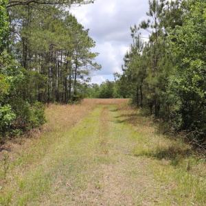 Photo #12 of SOLD property in Off Rosindale Road, Council, NC 32.7 acres