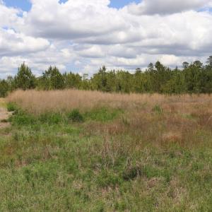 Photo #15 of SOLD property in Off Rosindale Road, Council, NC 32.7 acres