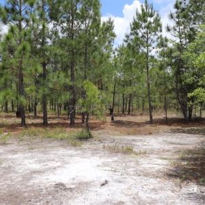 Photo #16 of SOLD property in Off Rosindale Road, Council, NC 32.7 acres