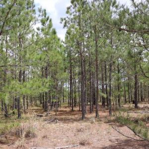 Photo #17 of SOLD property in Off Rosindale Road, Council, NC 32.7 acres