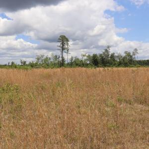 Photo #3 of SOLD property in Off Rosindale Road, Council, NC 32.7 acres