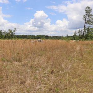 Photo #4 of SOLD property in Off Rosindale Road, Council, NC 32.7 acres