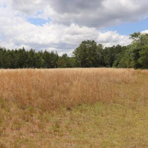 Photo #5 of SOLD property in Off Rosindale Road, Council, NC 32.7 acres