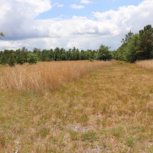 Photo #6 of SOLD property in Off Rosindale Road, Council, NC 32.7 acres