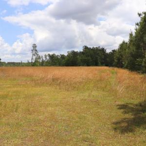 Photo #7 of SOLD property in Off Rosindale Road, Council, NC 32.7 acres